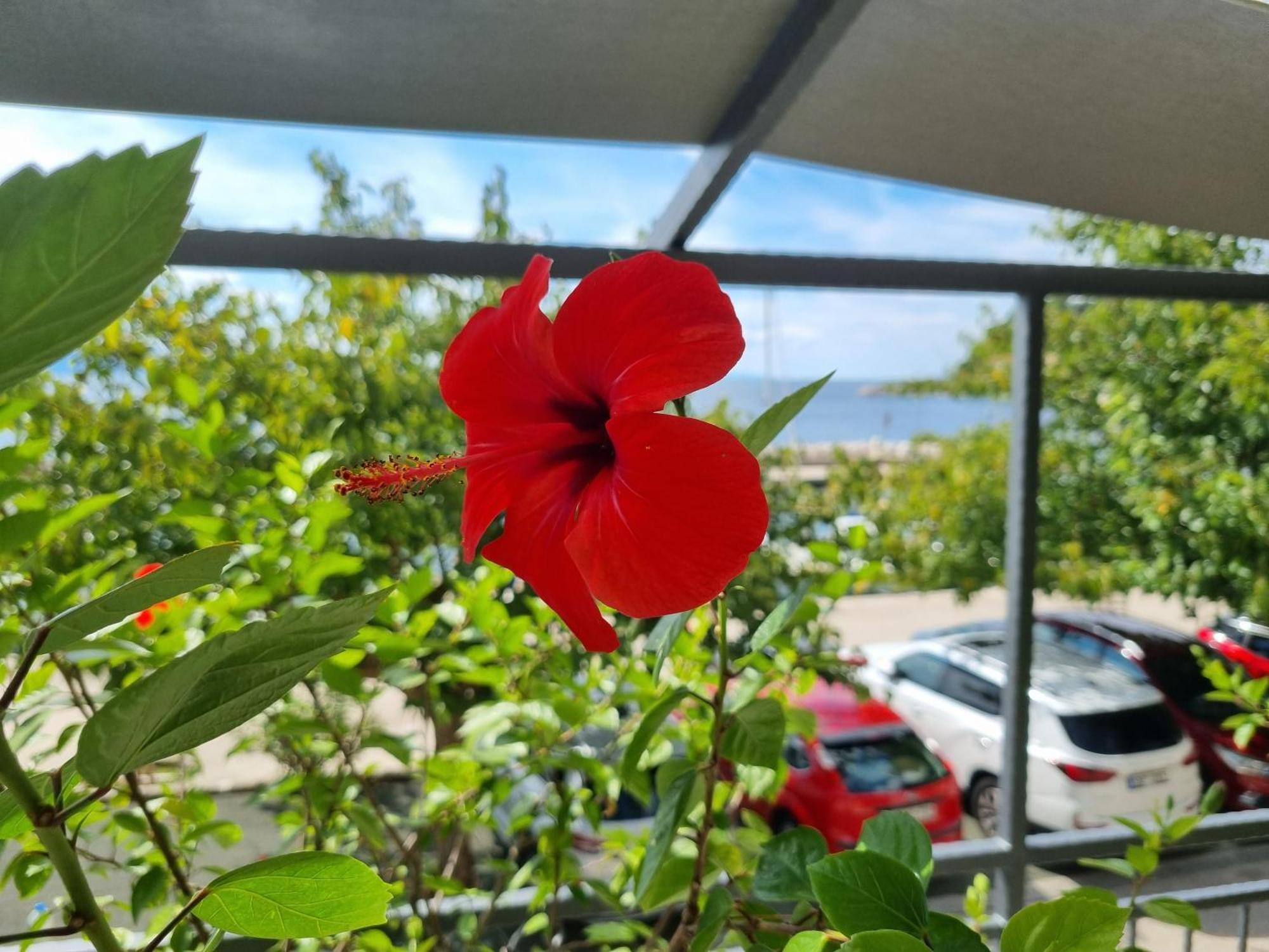 Apartman Ruža Podgora Bagian luar foto